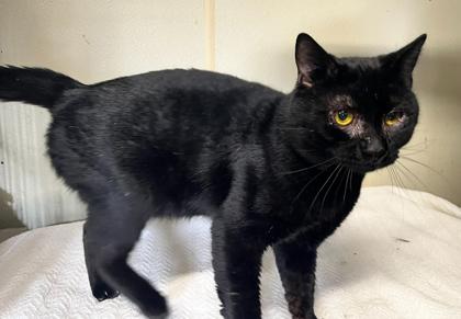 Henry — thumbnail 2