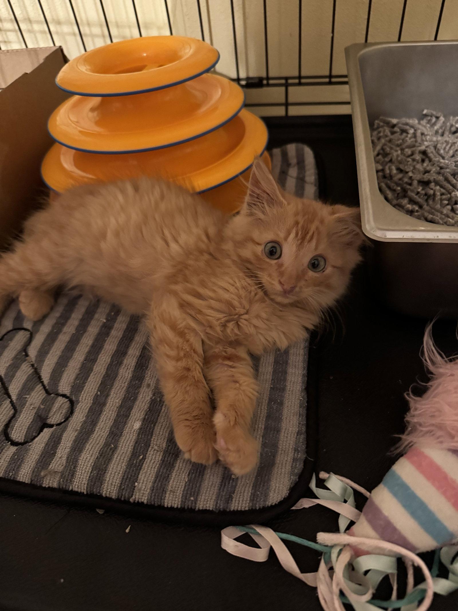Tig Jr, a Adoptable Domestic Medium Hair in Hammond, LA image 1/2
