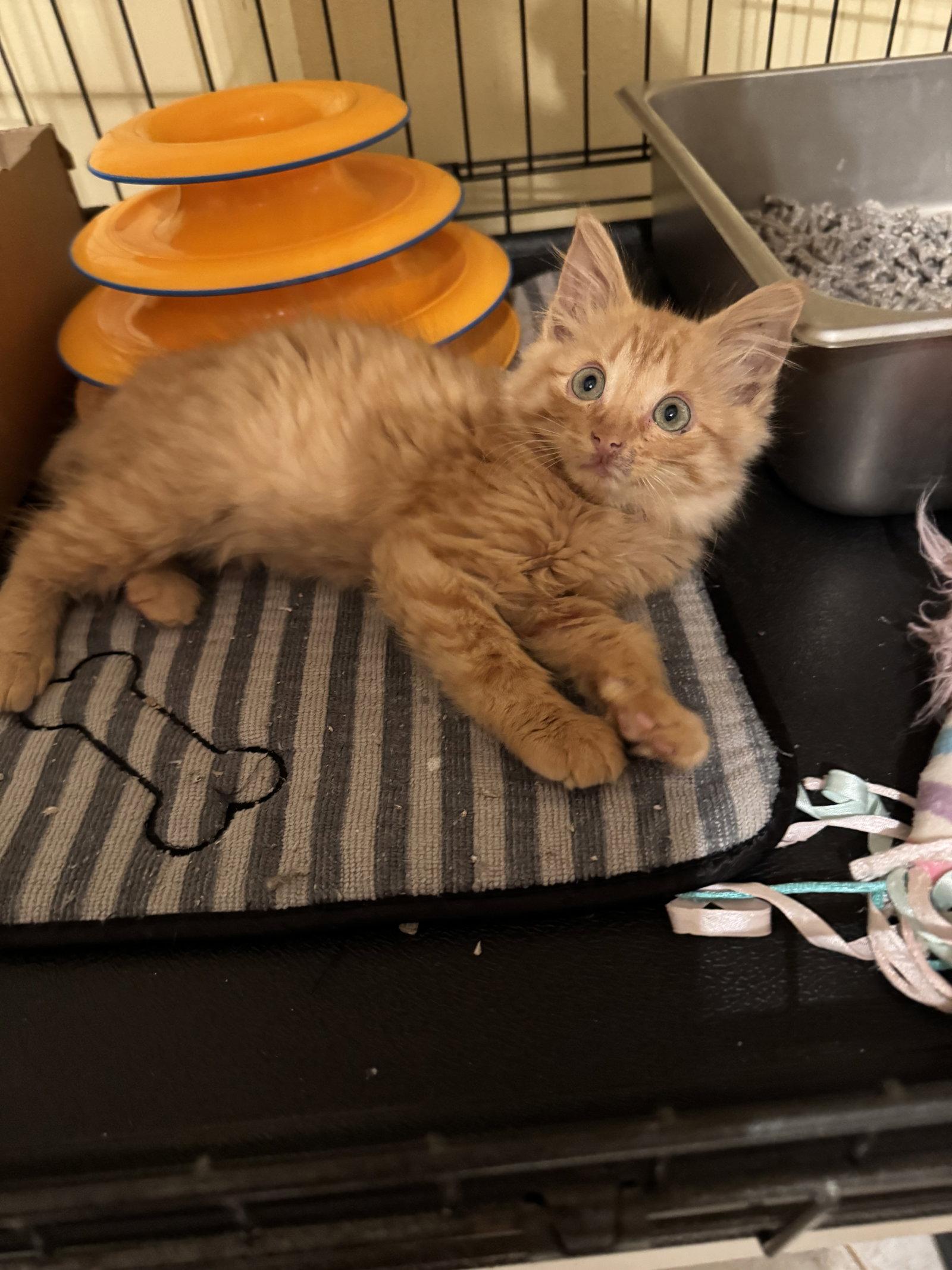 Tig Jr, a Adoptable Domestic Medium Hair in Hammond, LA image 2/2