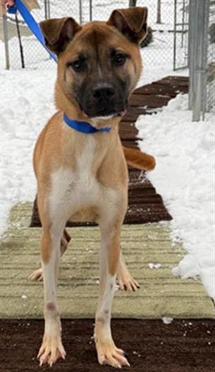 NOLA, Adoptable, Young Female Black Mouth Cur.