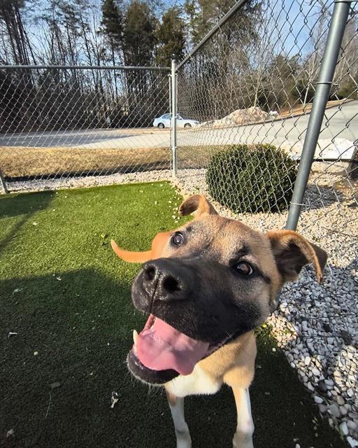 Enlarge NOLA, a Adoptable Black Mouth Cur in Newton, NC image 1/1