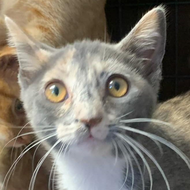 Melody — thumbnail 2