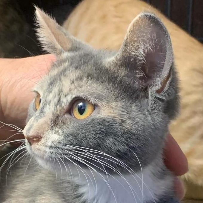 Melody — thumbnail 3