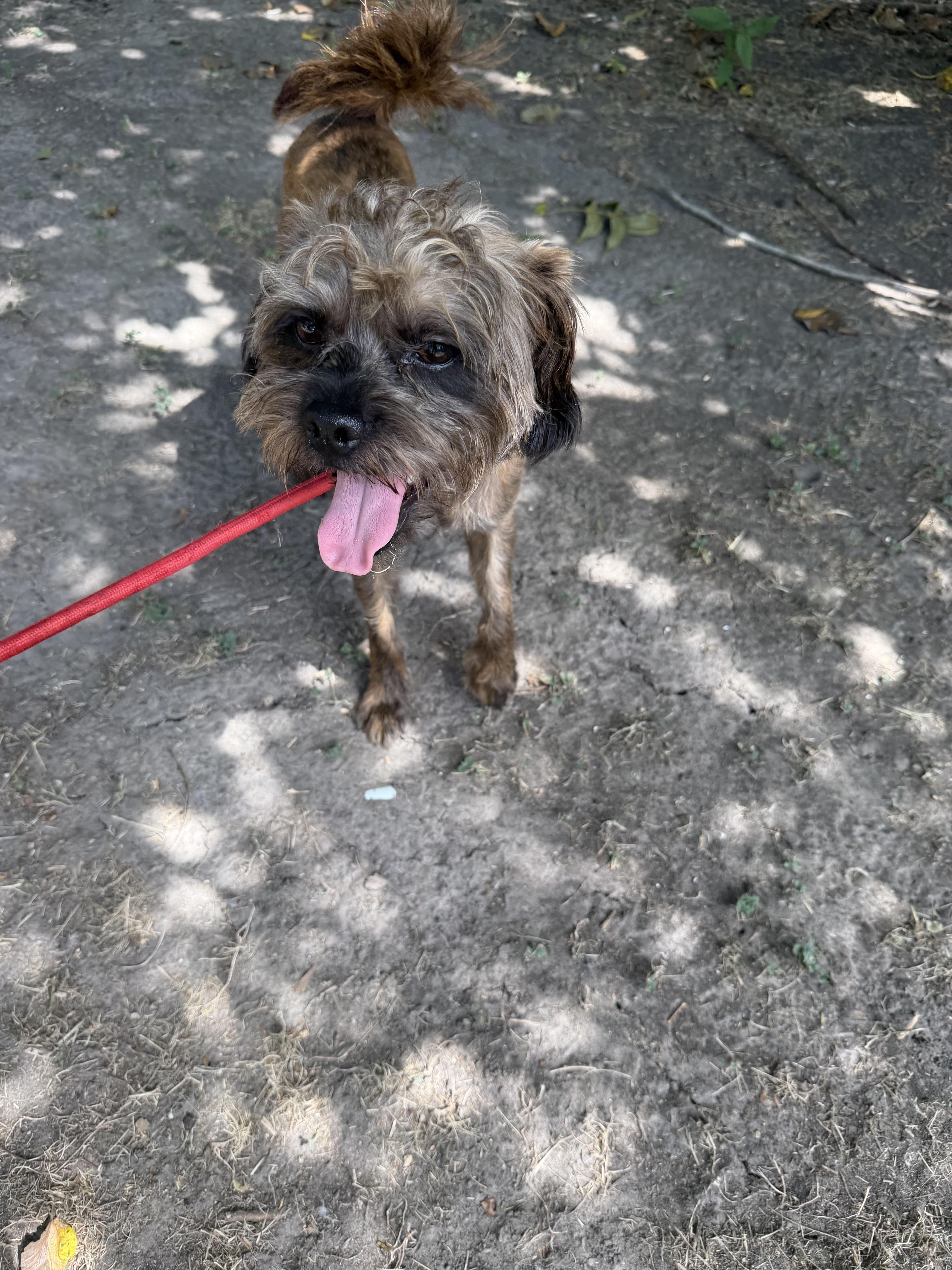 Enlarge Scout, a ADOPTABLE mixed breed in Westerly, RI image 2/3