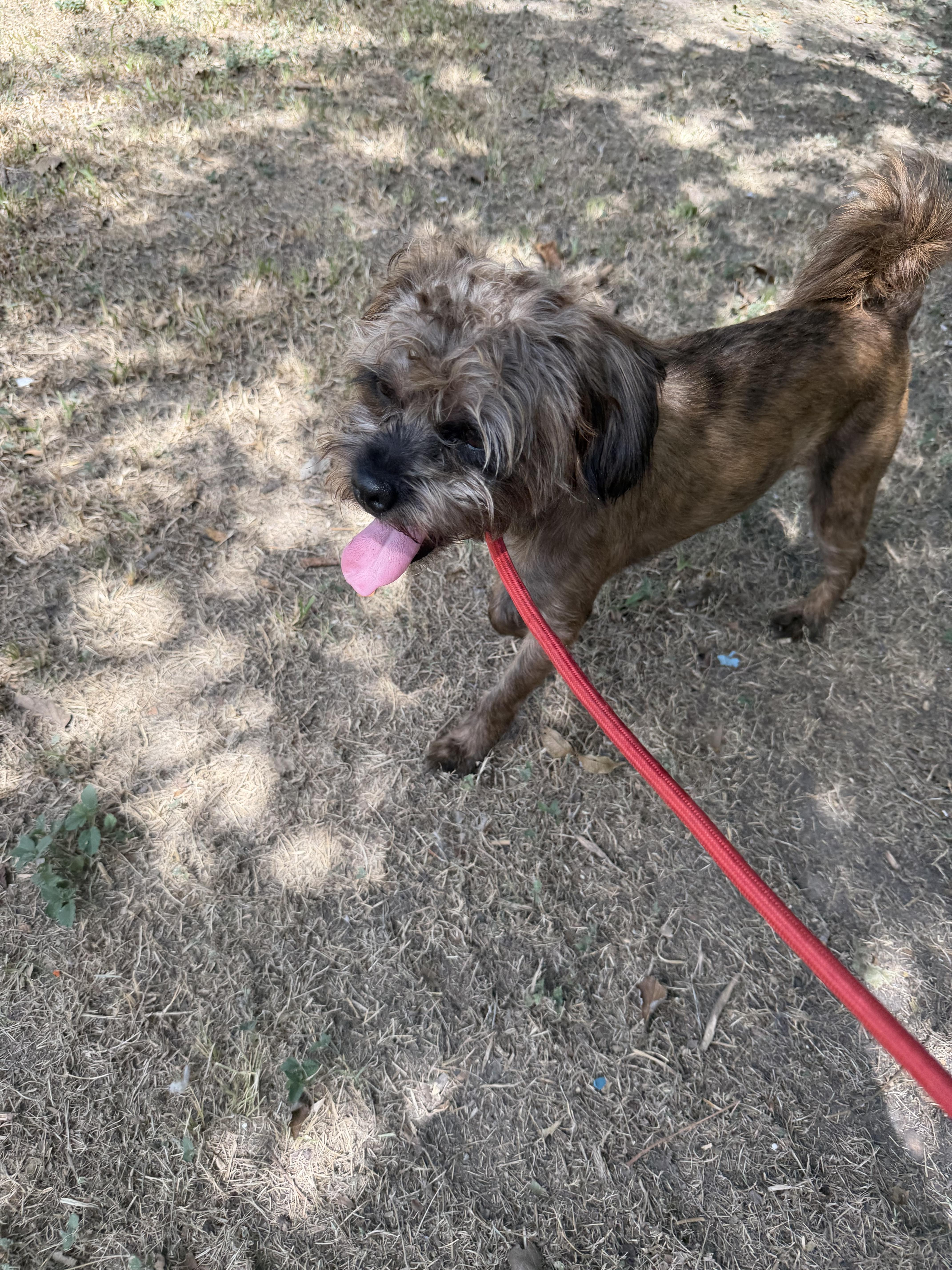 Enlarge Scout, a ADOPTABLE mixed breed in Westerly, RI image 1/3