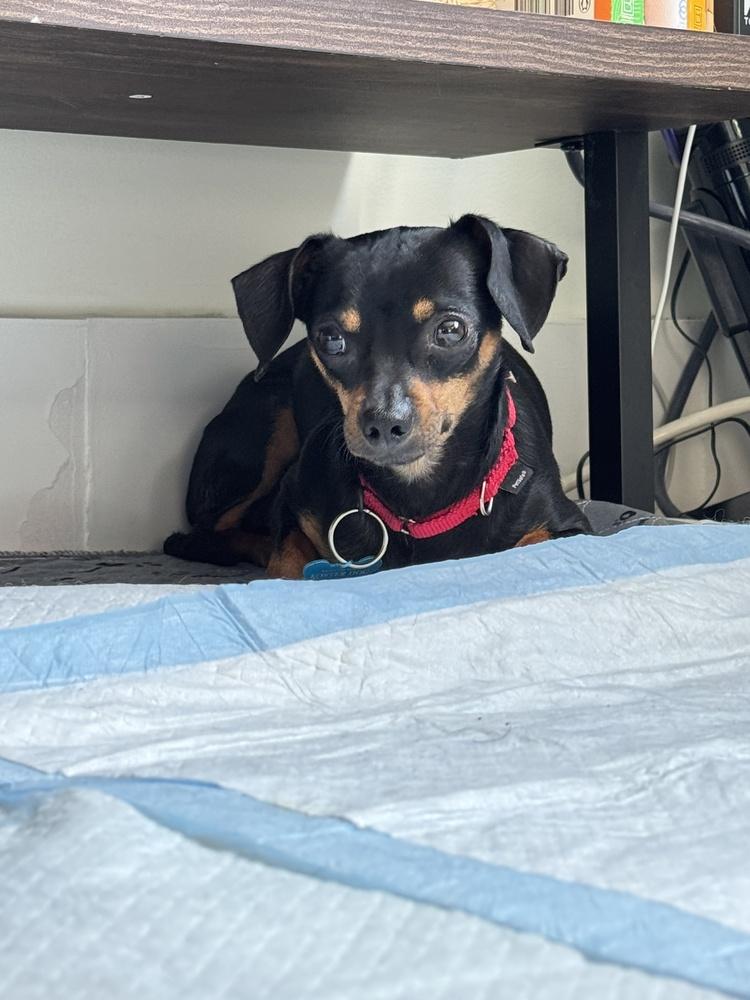 Curly, Adoptable, Adult Male Chihuahua & Dachshund.