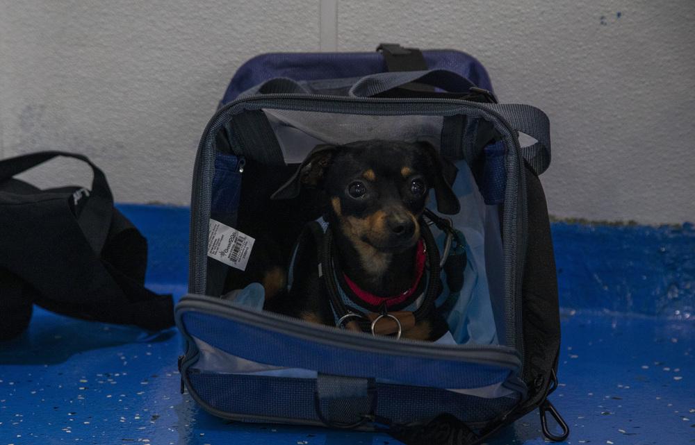 Curly, a Adoptable mixed breed in New York, NY image 2/6