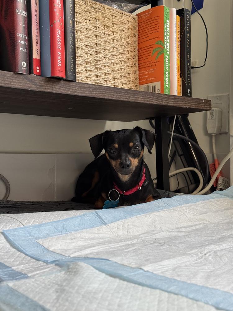 Curly, a Adoptable mixed breed in New York, NY image 3/6