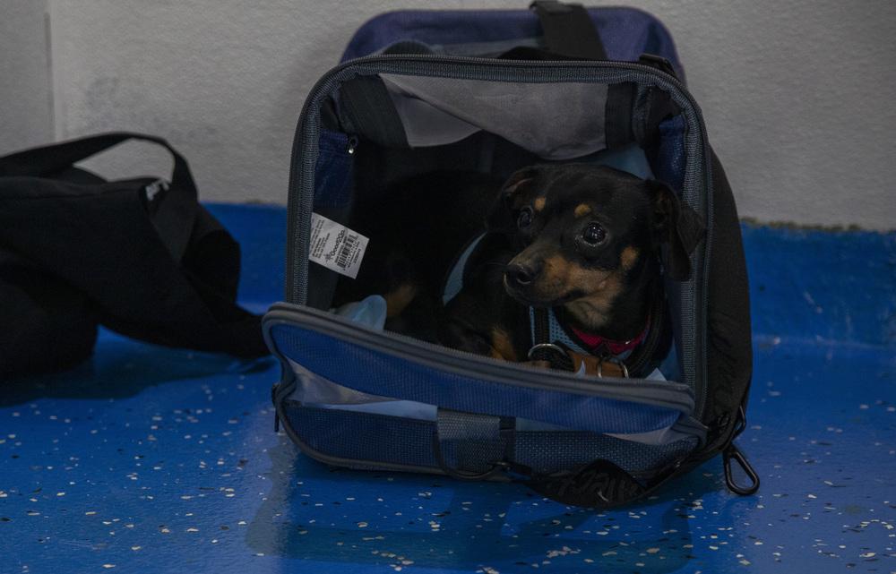 Curly, a Adoptable mixed breed in New York, NY image 4/6