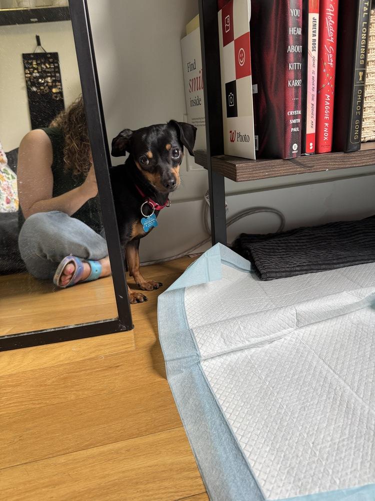 Curly, a Adoptable mixed breed in New York, NY image 5/6