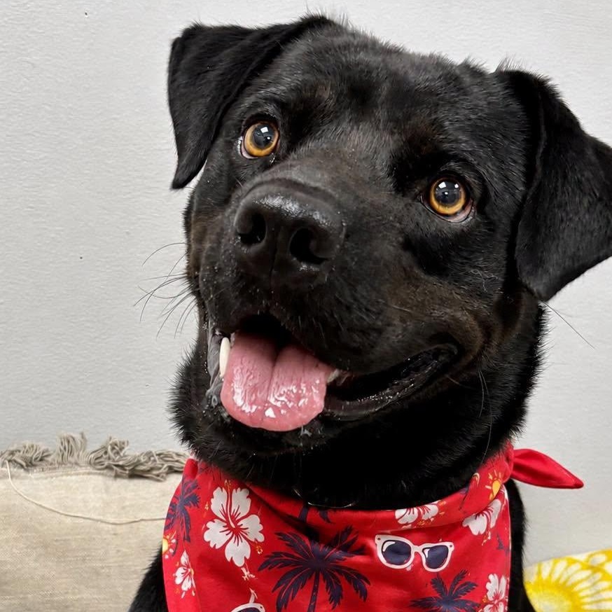 Oliver, adopted, Young Male Labrador Retriever.