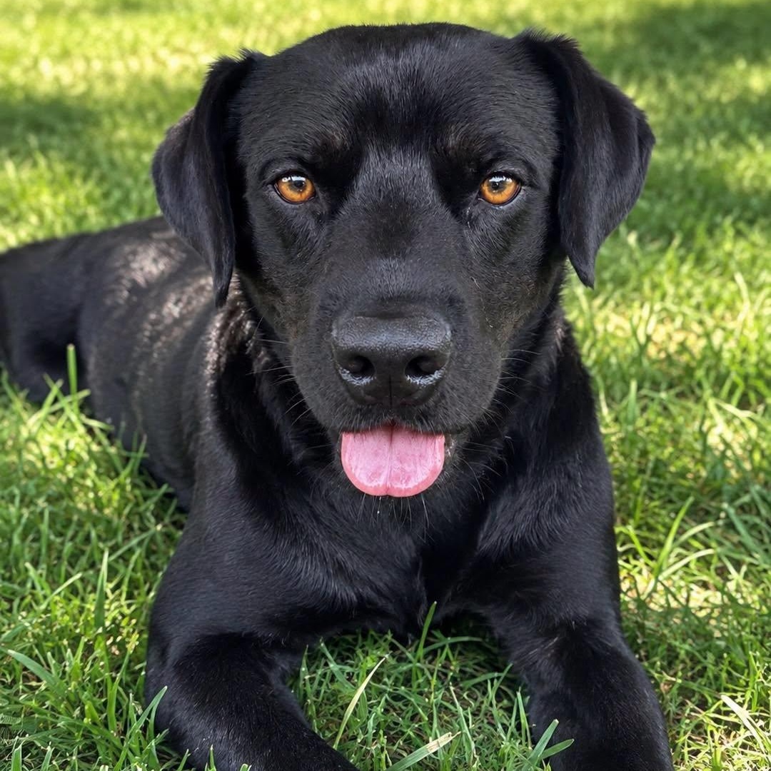 Oliver, an adopted mixed breed in Effingham, IL image 2/5