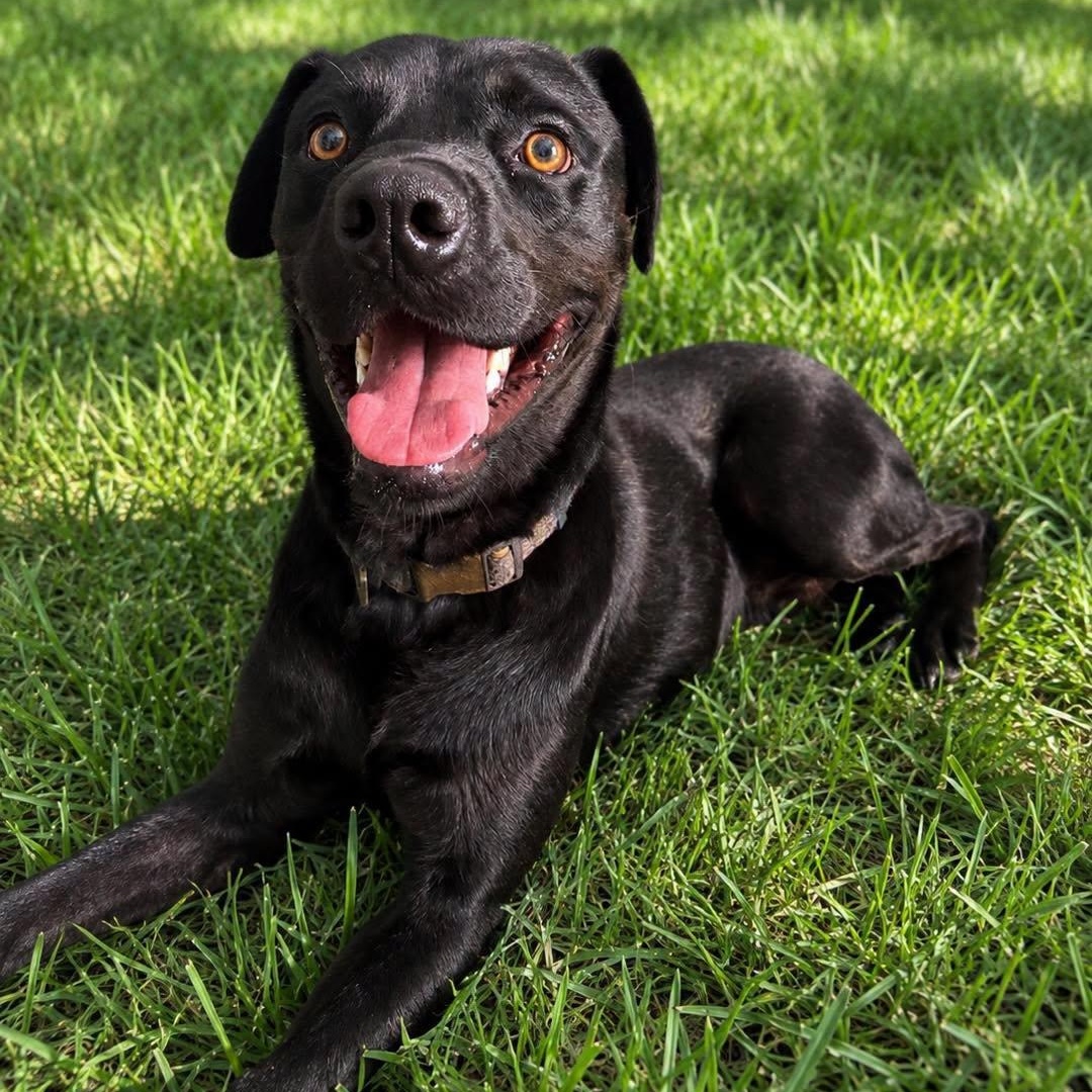 Oliver, an adopted mixed breed in Effingham, IL image 3/5