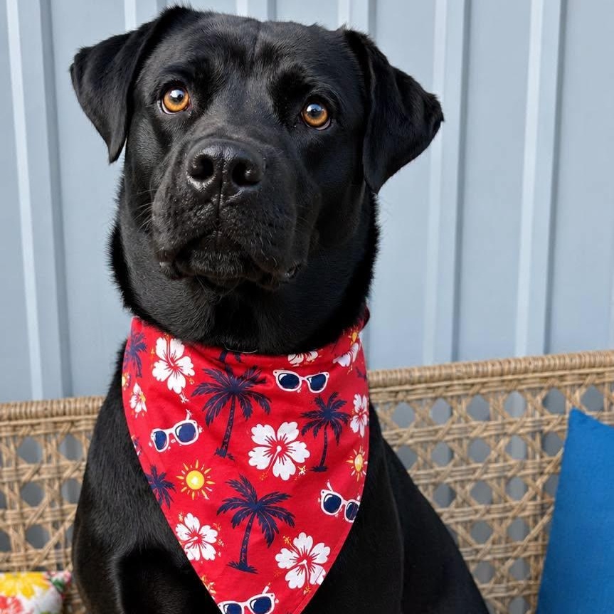 Oliver, an adopted mixed breed in Effingham, IL image 5/5