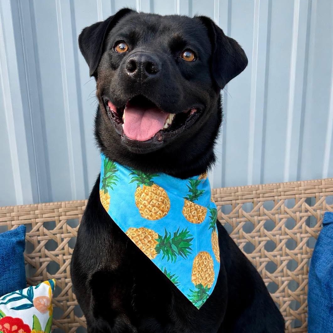 Oliver, an adopted mixed breed in Effingham, IL image 4/5