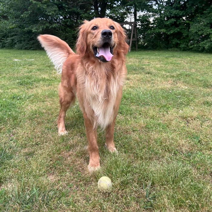 Beau #7383, Adoptable, Young Male Golden Retriever.
