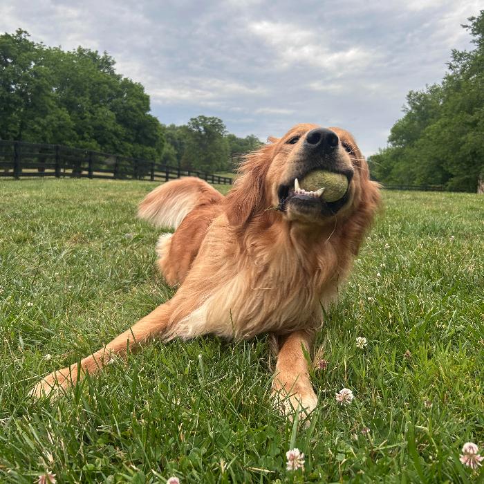 Enlarge Beau #7383, a Adoptable Golden Retriever in Louisville, KY image 2/6