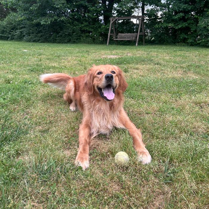 Enlarge Beau #7383, a Adoptable Golden Retriever in Louisville, KY image 3/6