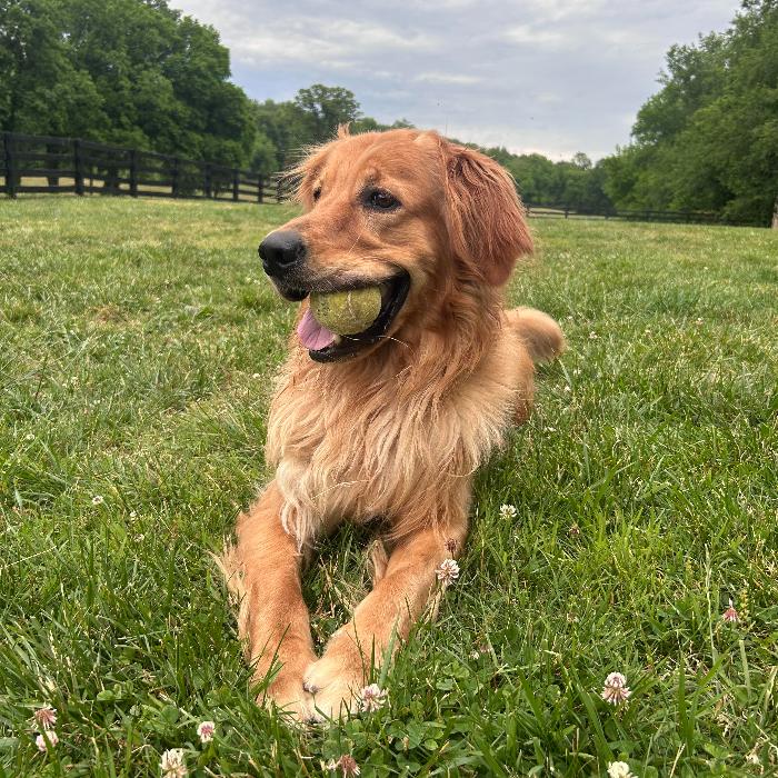 Enlarge Beau #7383, a Adoptable Golden Retriever in Louisville, KY image 4/6