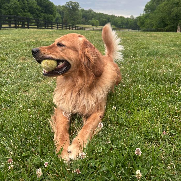 Enlarge Beau #7383, a Adoptable Golden Retriever in Louisville, KY image 5/6