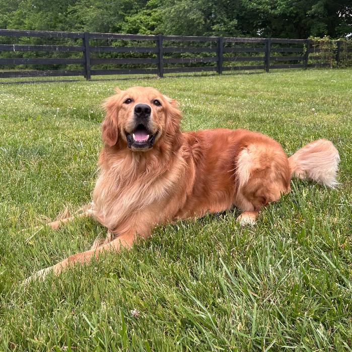 Enlarge Beau #7383, a Adoptable Golden Retriever in Louisville, KY image 6/6