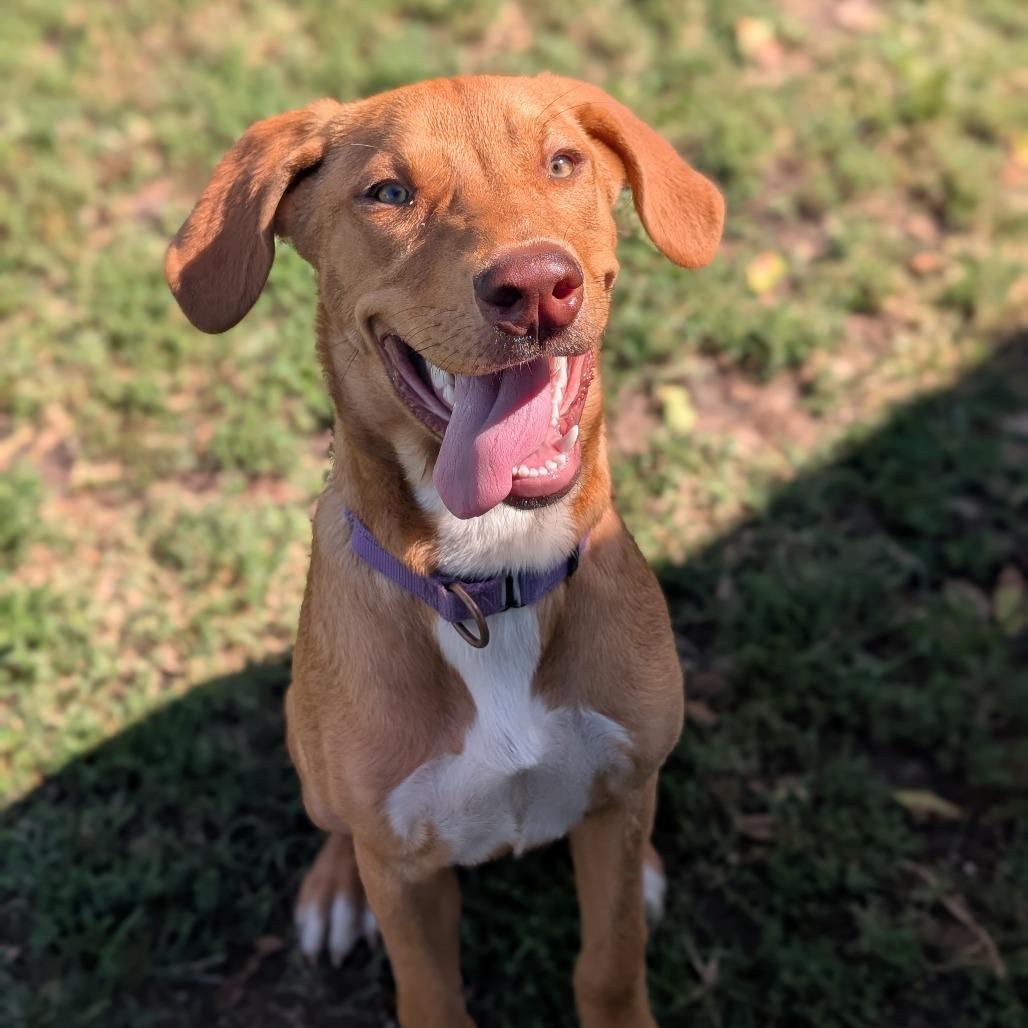 Pie, Adoptable, Young Female Labrador Retriever & Mixed Breed.
