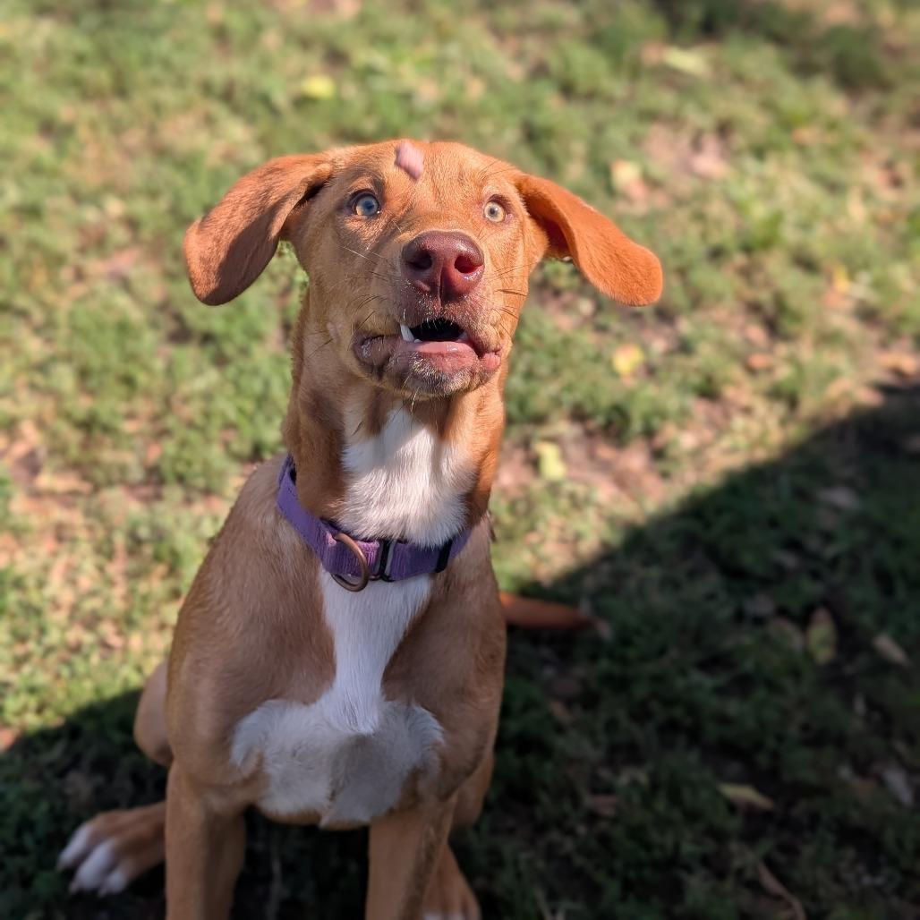 Enlarge Pie, a Adoptable mixed breed in Tulsa, OK image 2/6