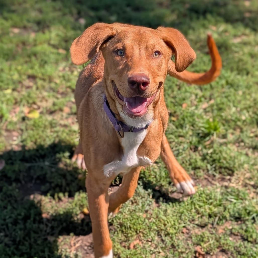 Enlarge Pie, a Adoptable mixed breed in Tulsa, OK image 3/6