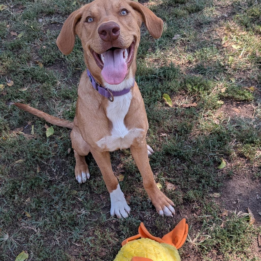 Enlarge Pie, a Adoptable mixed breed in Tulsa, OK image 4/6
