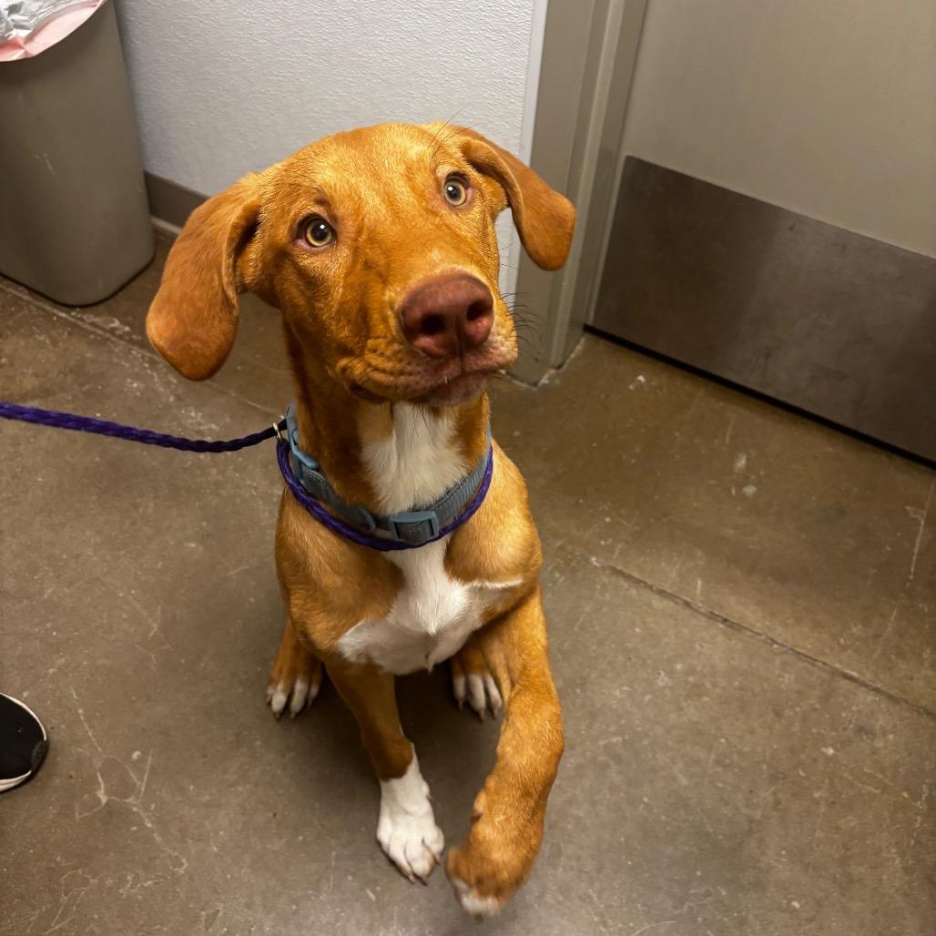 Enlarge Pie, a Adoptable mixed breed in Tulsa, OK image 5/6