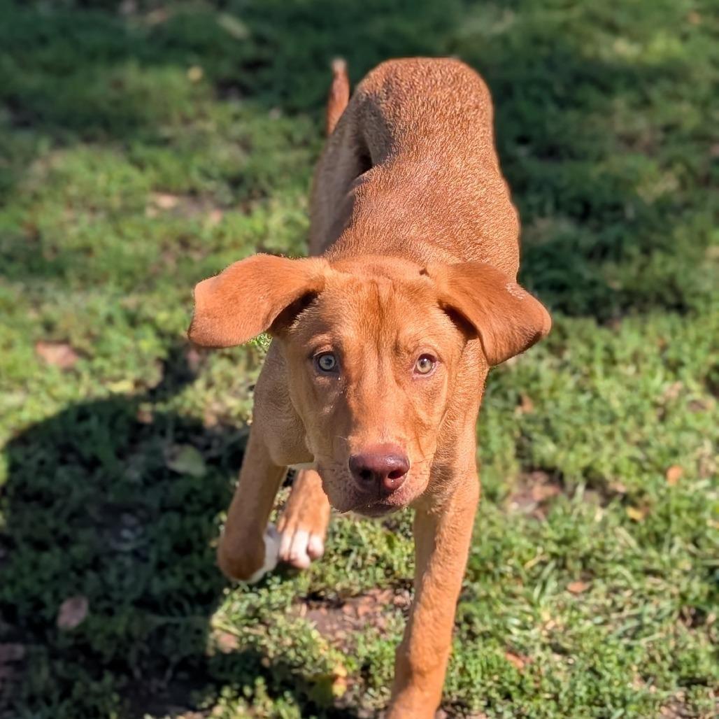 Enlarge Pie, a Adoptable mixed breed in Tulsa, OK image 6/6