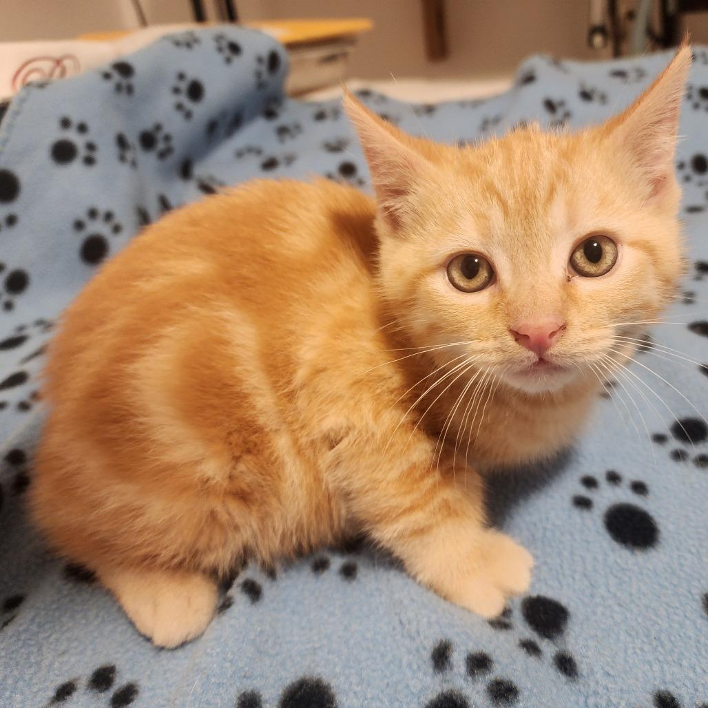 Enlarge BOBBY, an adopted Domestic Short Hair in Graham, WA image 1/1