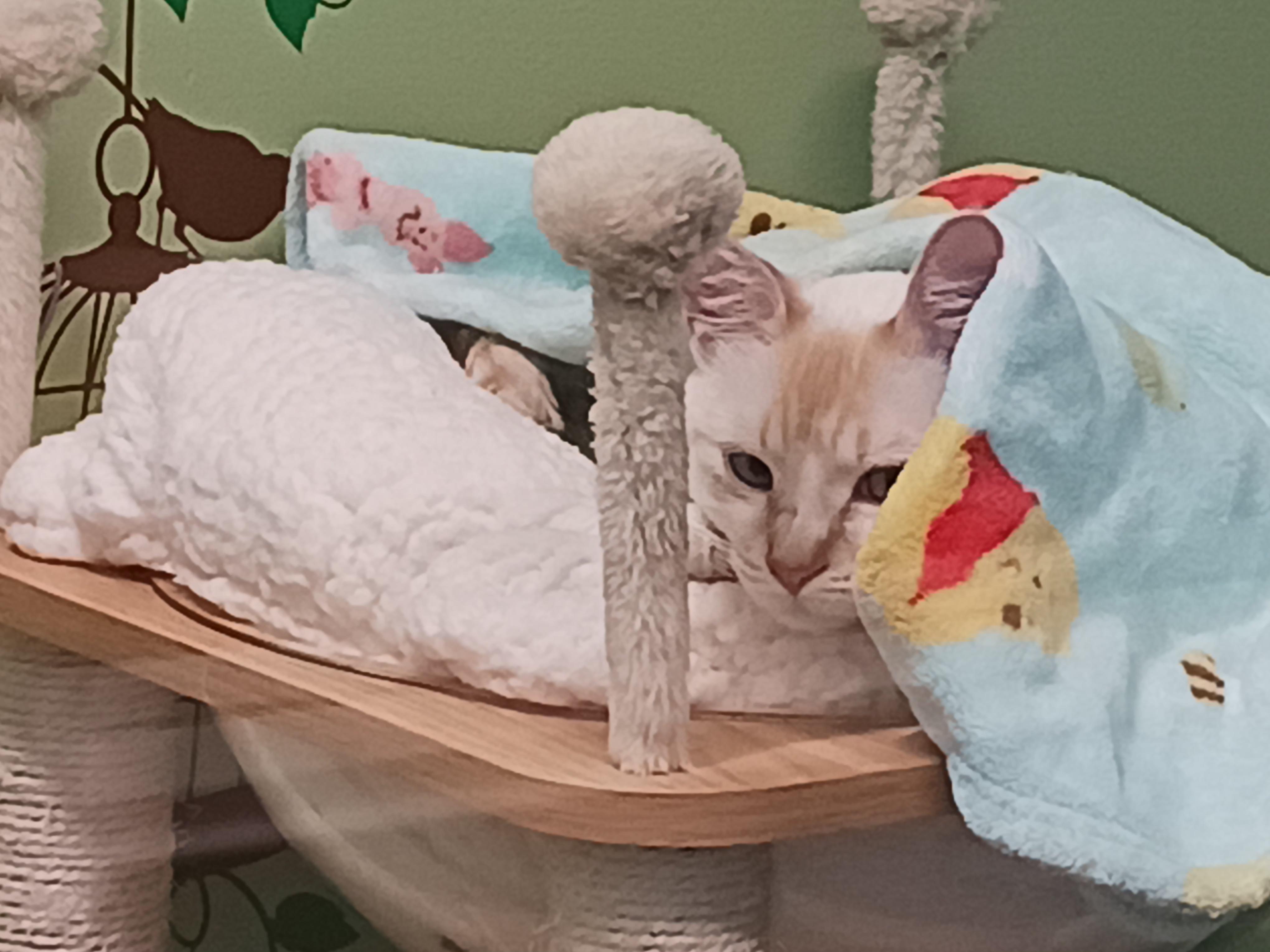 Mizu, a ADOPTABLE Siamese in Kirkland, WA image 4/6