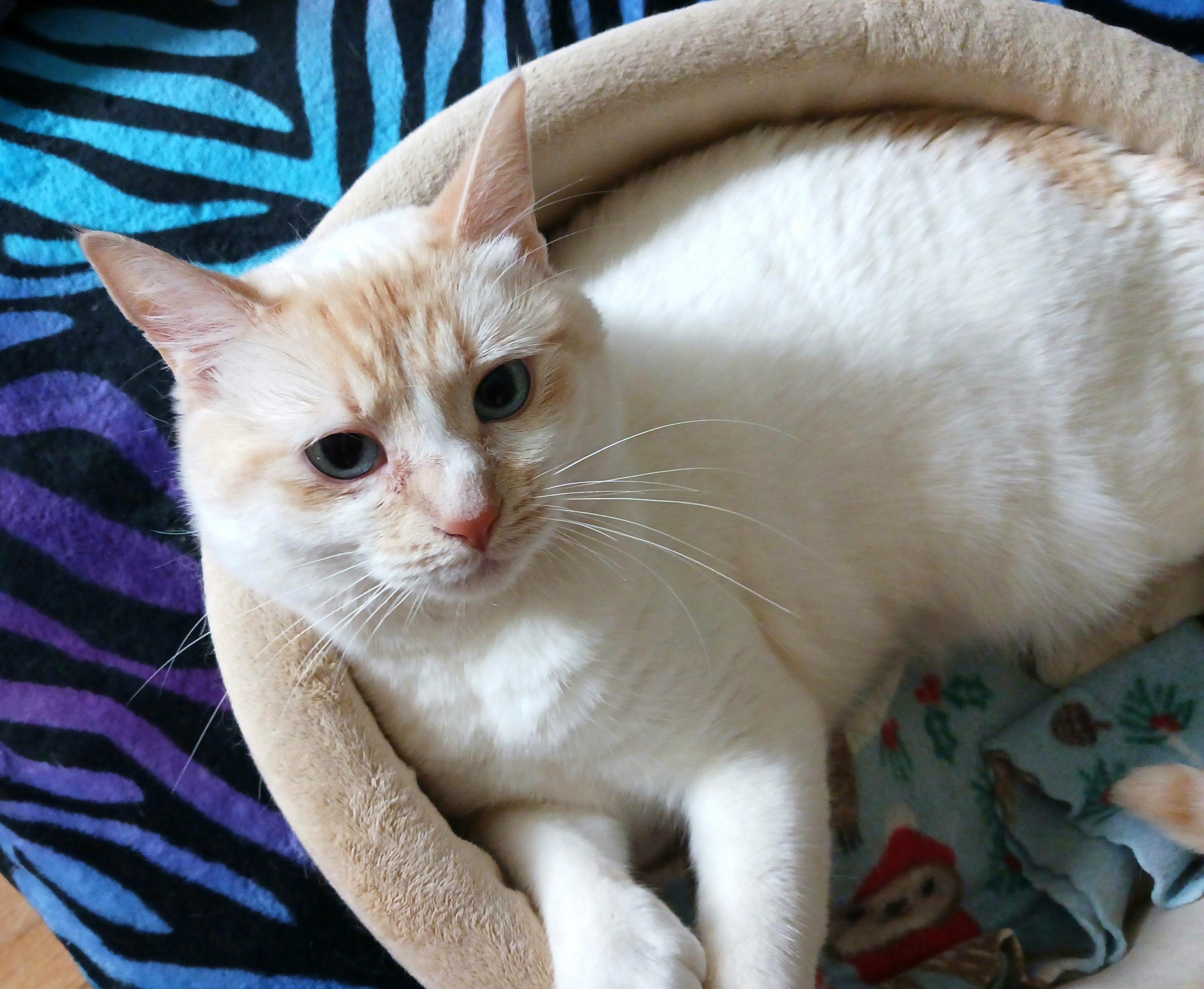 Mizu, a ADOPTABLE Siamese in Kirkland, WA image 5/6