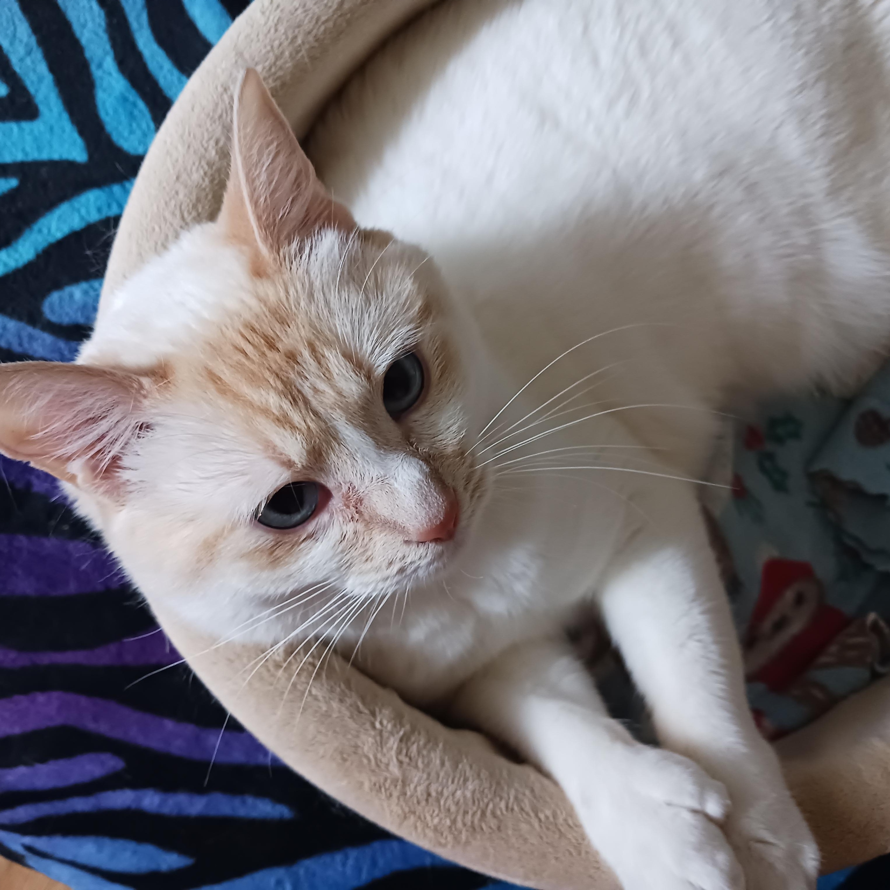 Mizu, a ADOPTABLE Siamese in Kirkland, WA image 6/6