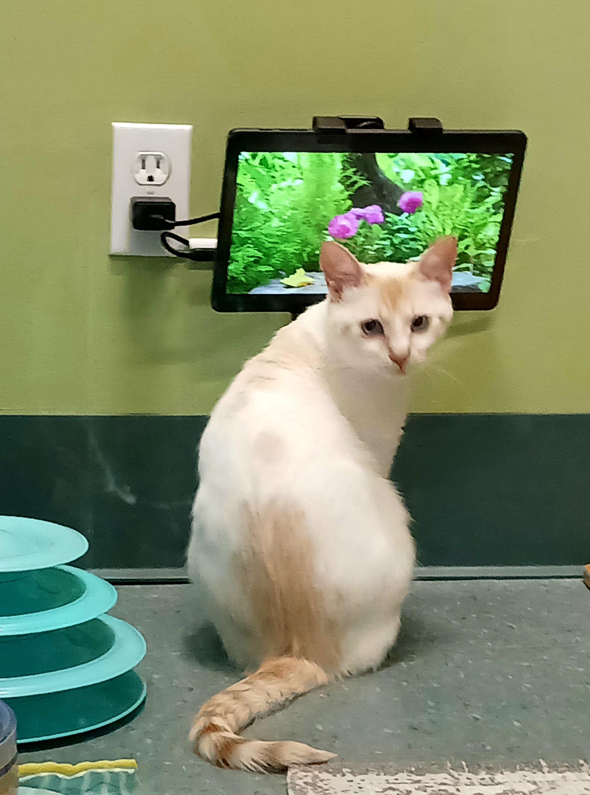 Mizu, a ADOPTABLE Siamese in Kirkland, WA image 2/6