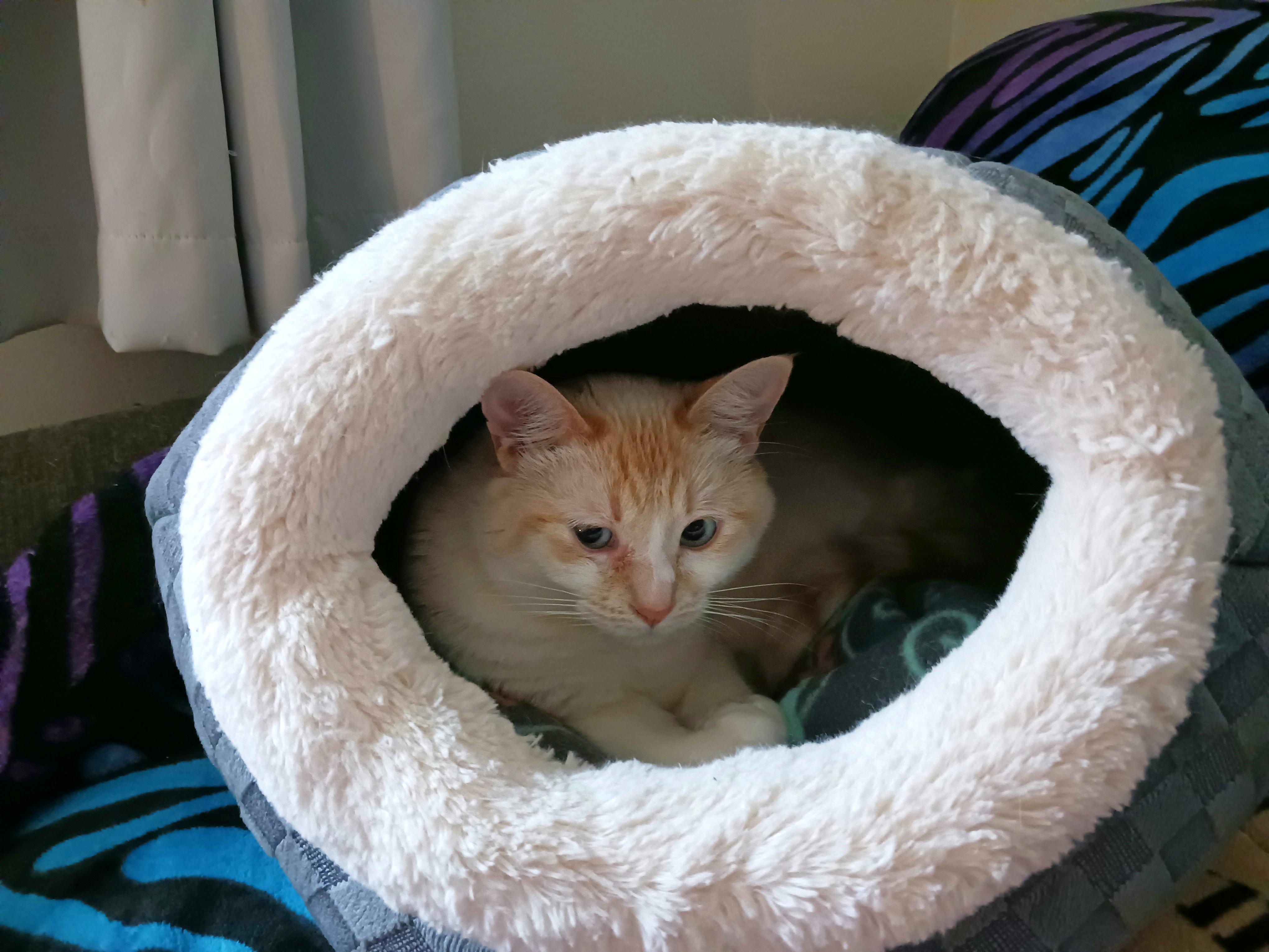 Mizu, a ADOPTABLE Siamese in Kirkland, WA image 3/6