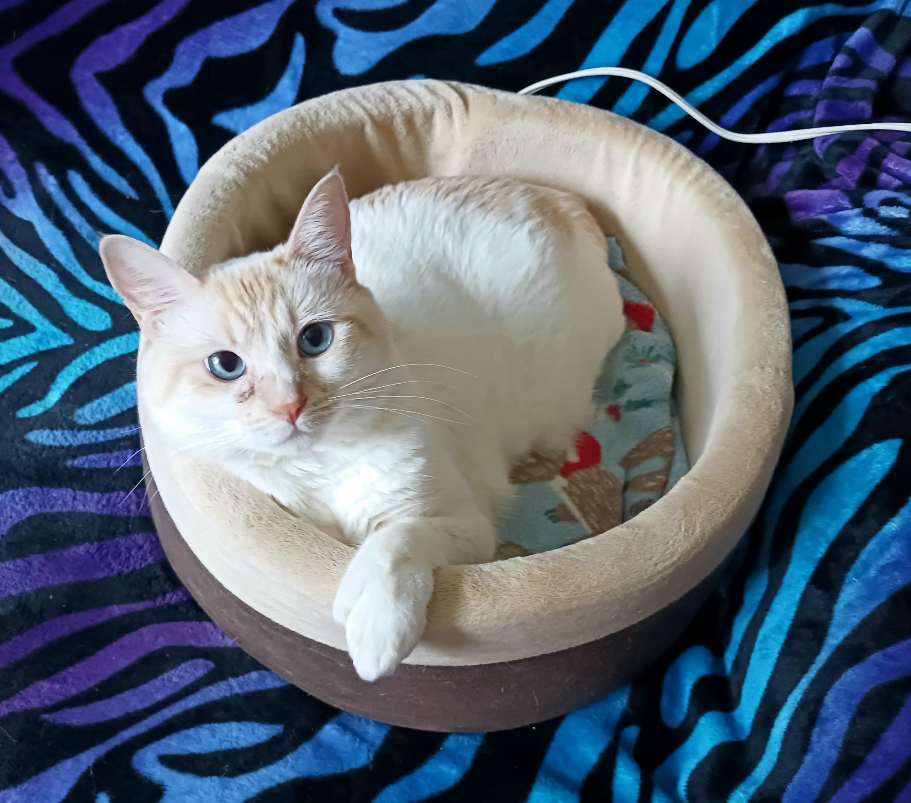 Mizu, ADOPTABLE, Adult Female Siamese.