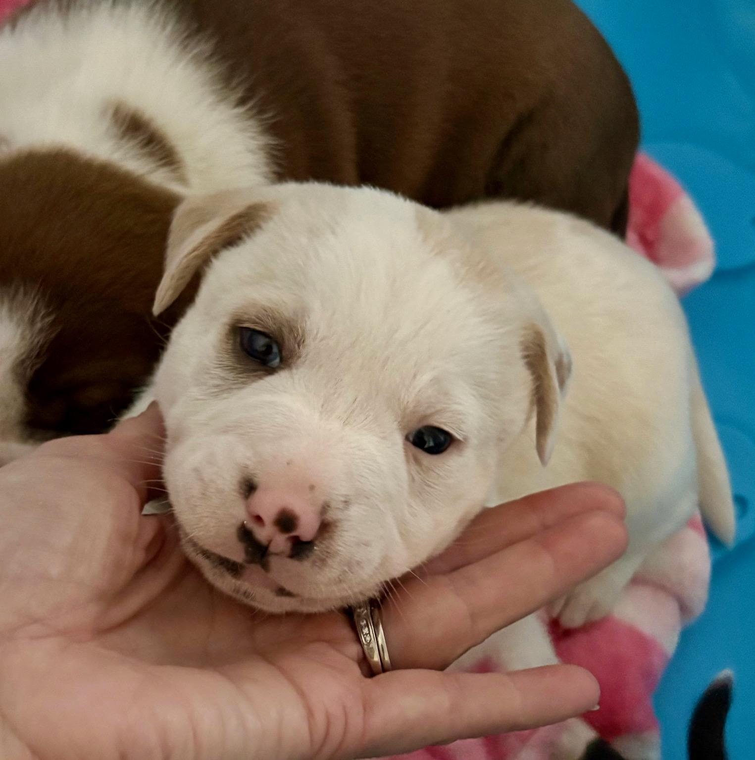 Enlarge Justin , a Adoptable mixed breed in Hamilton , NJ image 1/1