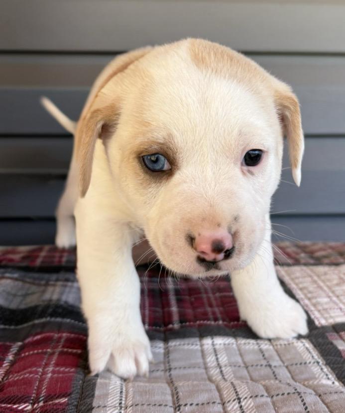 Justin , Adoptable, Puppy Male Labrador Retriever & Hound.