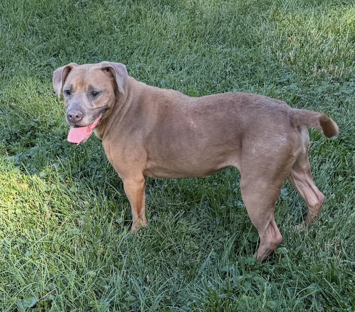 Enlarge Faith, a ADOPTABLE Mixed Breed in Belleville, IL image 1/1