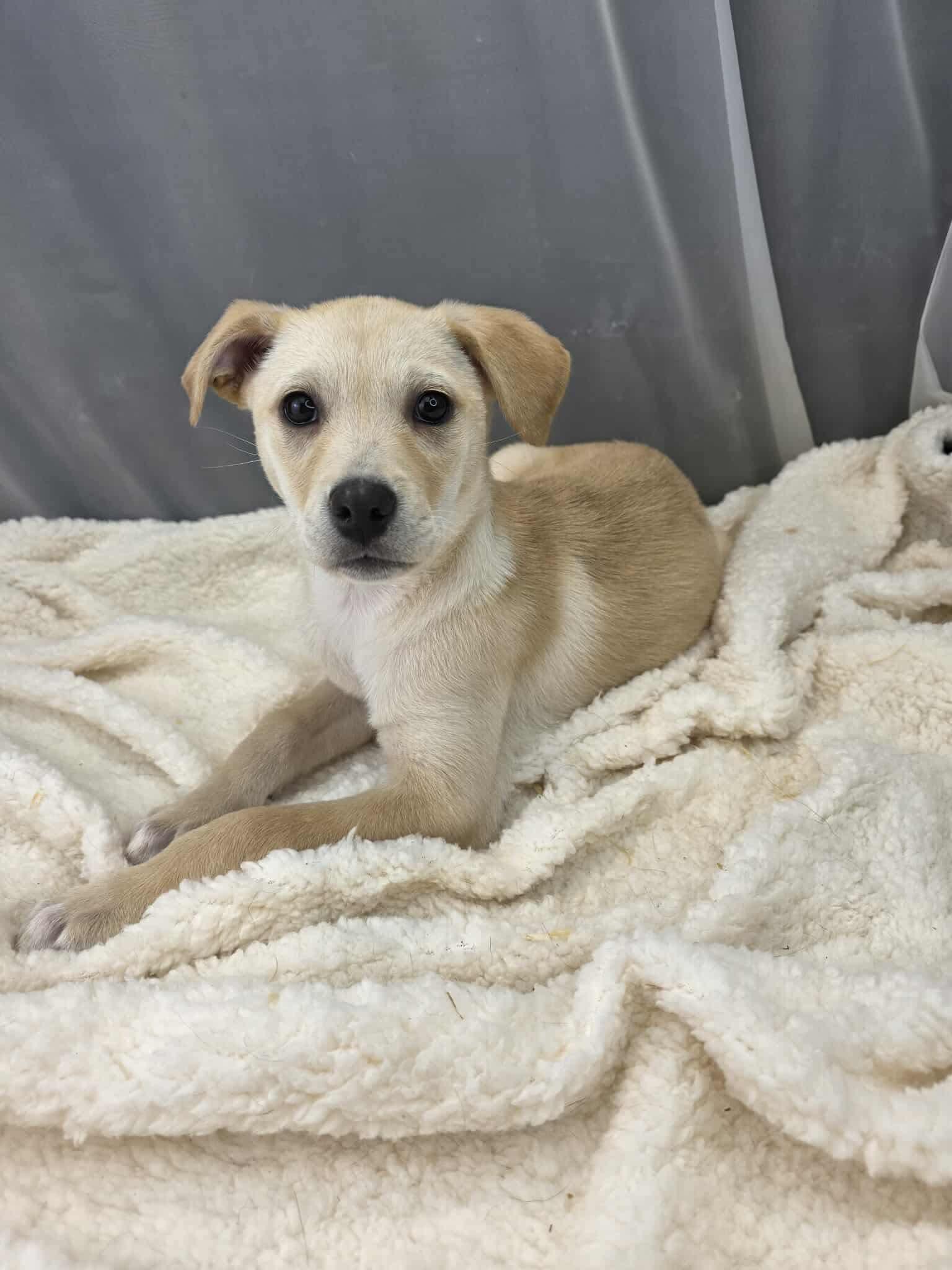 Enlarge Lovey, an adopted mixed breed in Hartford, CT image 3/6