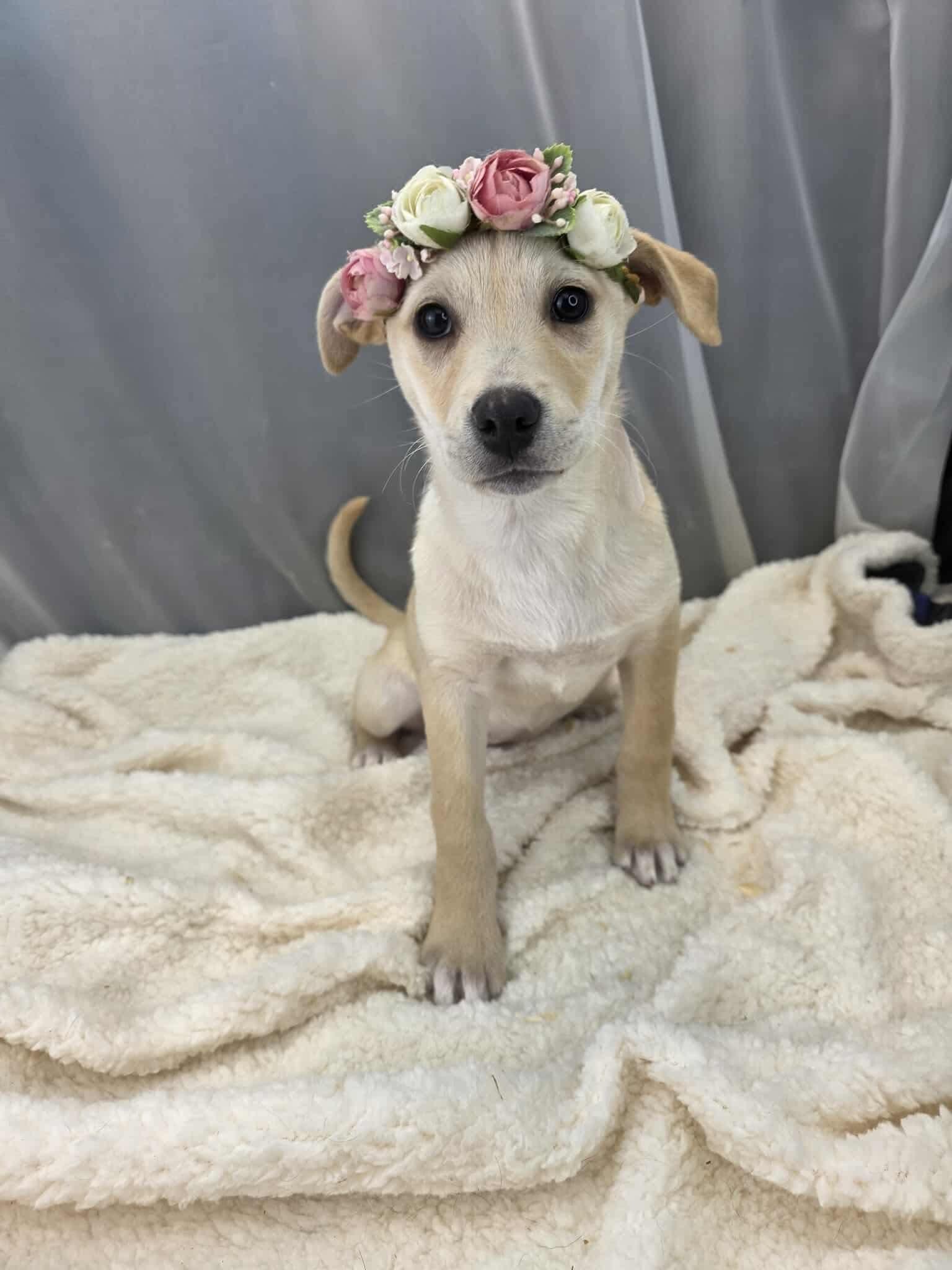 Enlarge Lovey, an adopted mixed breed in Hartford, CT image 2/6