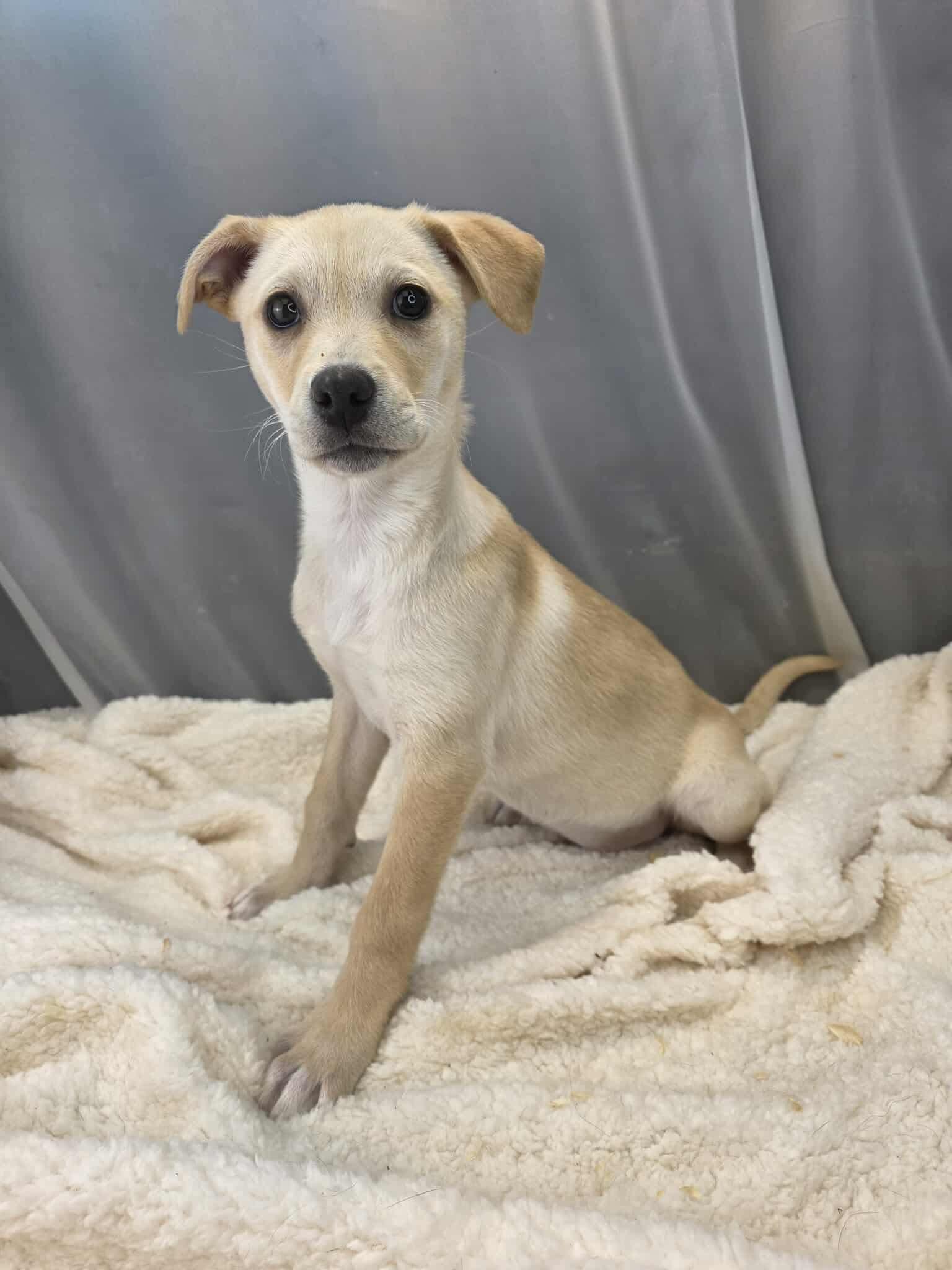 Enlarge Lovey, an adopted mixed breed in Hartford, CT image 4/6