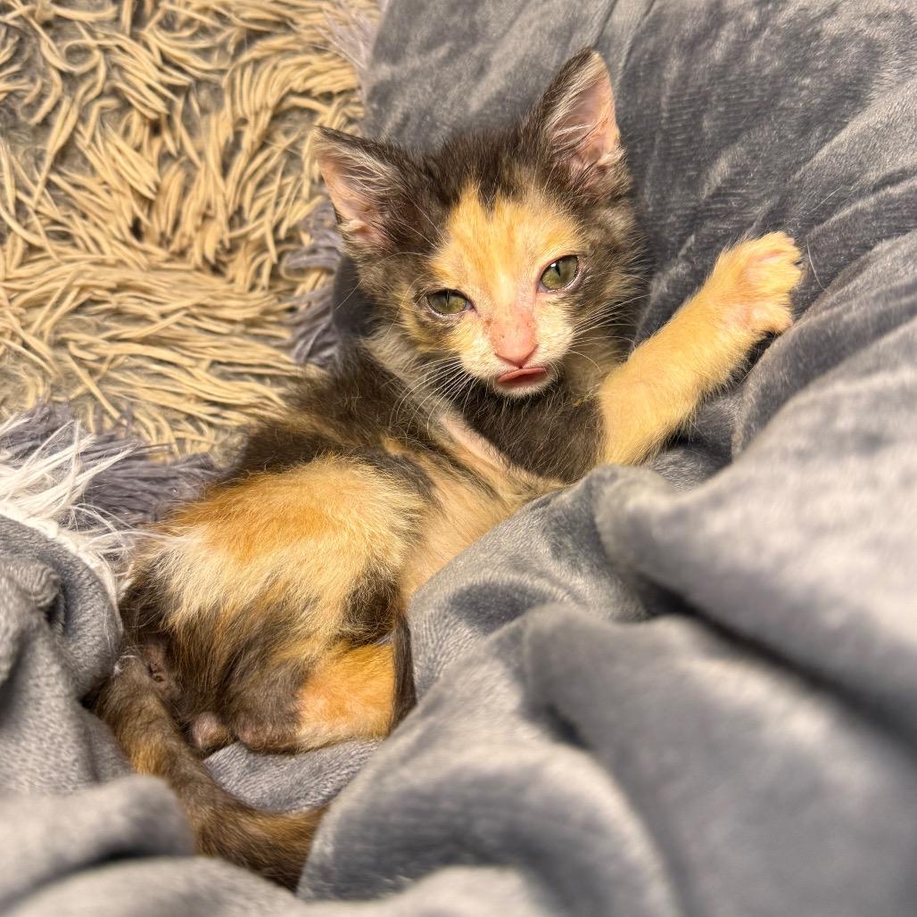 Yetthika, a Adoptable Domestic Short Hair in Austin, TX image 2/6