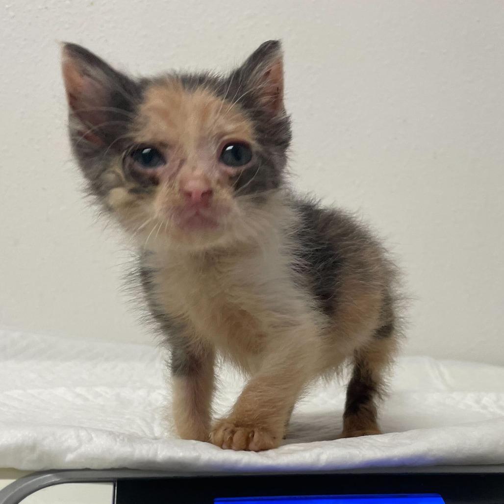 Yetthika, a Adoptable Domestic Short Hair in Austin, TX image 3/6