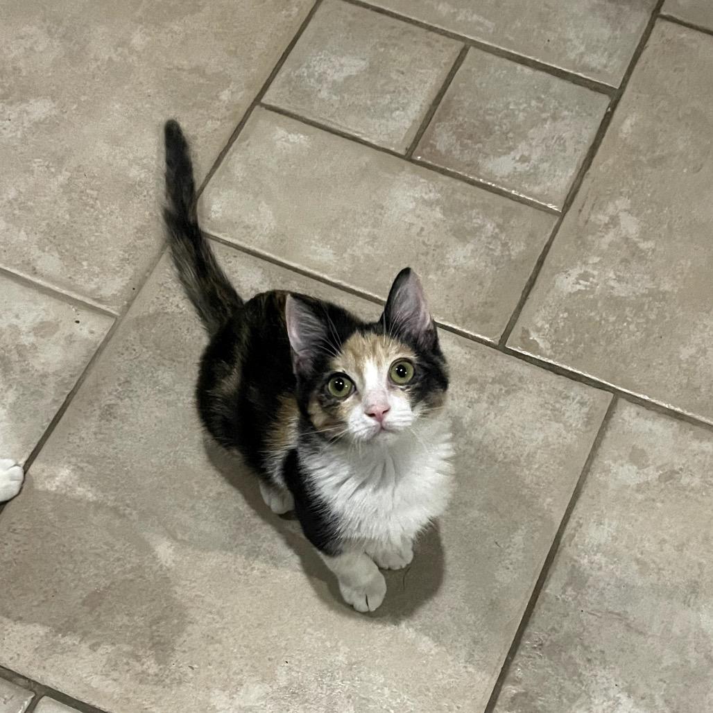 Yetthika, a Adoptable Domestic Short Hair in Austin, TX image 4/6