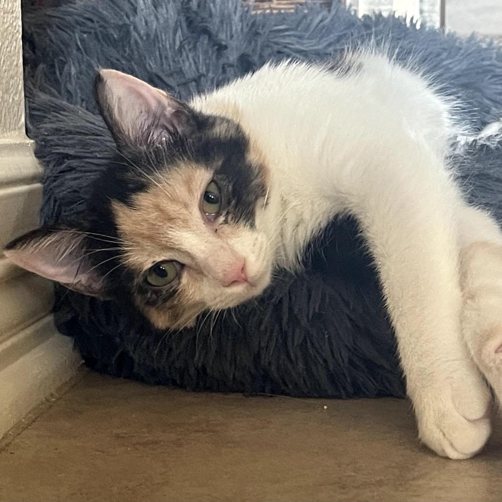 Yetthika, a Adoptable Domestic Short Hair in Austin, TX image 5/6