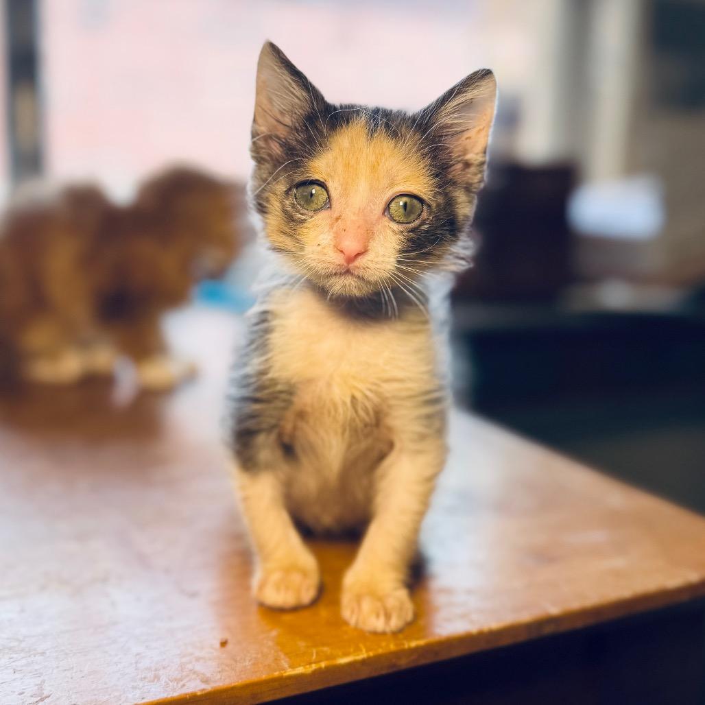 Yetthika, a Adoptable Domestic Short Hair in Austin, TX image 6/6