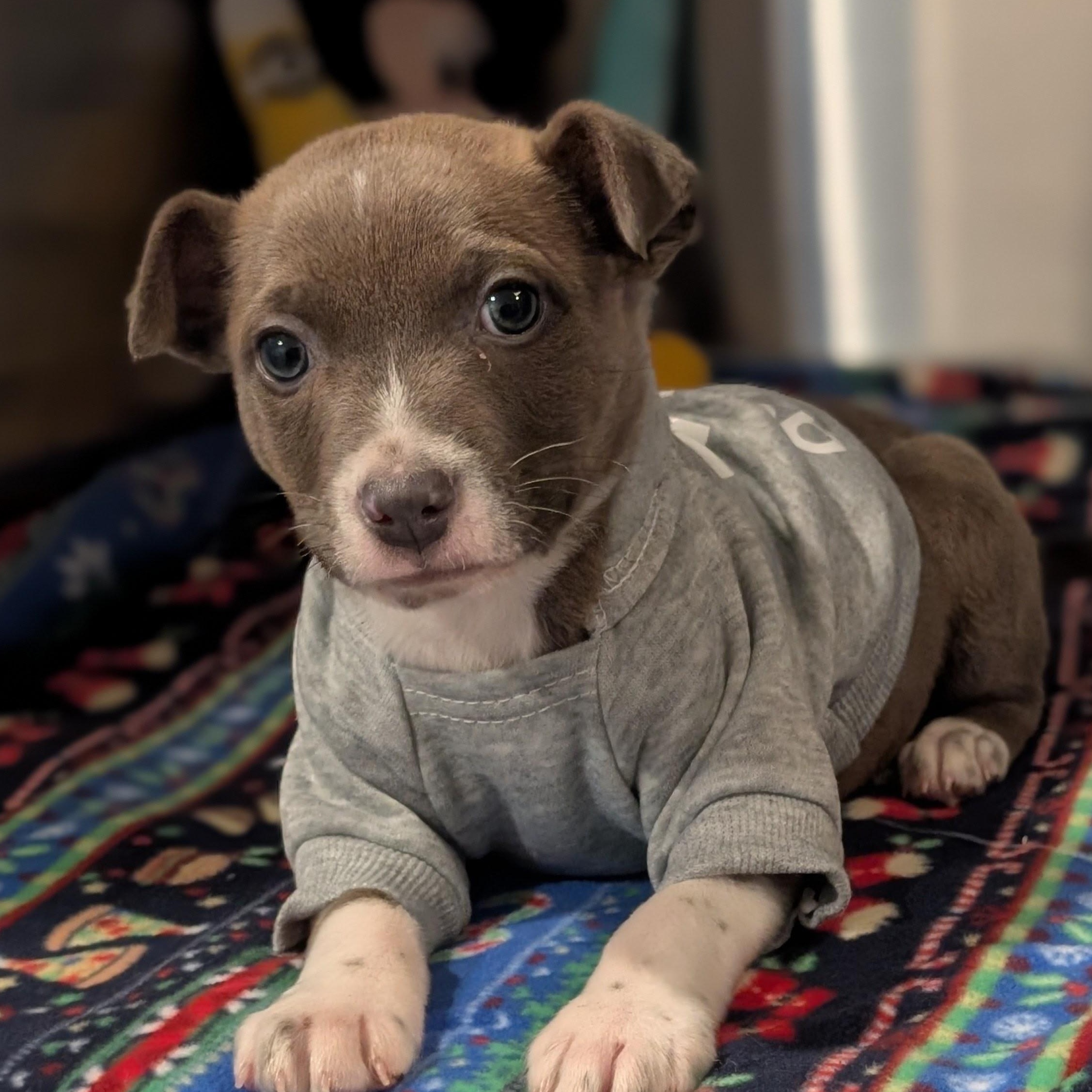 Enlarge Arlo, an adopted mixed breed in Potomac, MD image 1/2